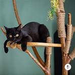 raças de gatos pretos1