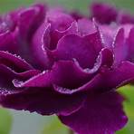purple rose images free download3