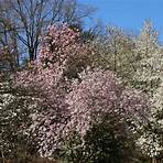 magnolia stellata rosea3