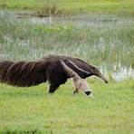 how long is a giant anteater tongue safe for dogs4
