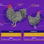 barred plymouth rock chickens info2
