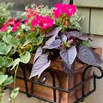 A Beginners Guide to Container Gardening5