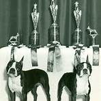 who was the first european to settle in boston terriers for sale3