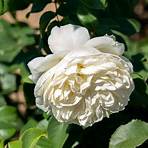 types of white roses4