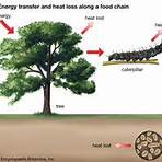 ecosystem food chains videos2