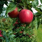 gourmet carmel apple orchard hill pa5