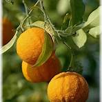 dreiblättrige orange wie man anpflanzt4