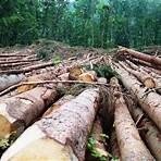 consequências do desmatamento para o meio ambiente2