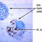proteobacterias gamma3