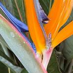 Bird of Paradise1