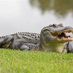 alligator characteristics5