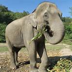 que comen los elefantes africanos2