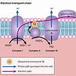 cellular respiration process3