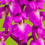 Wilde Orchideen1