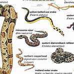 Snake wikipedia1