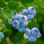 types of blueberries2