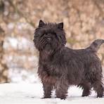 cairn terrier5