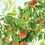 peaches fruit4