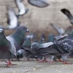 pigeon facts4