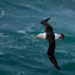 albatross bird4