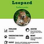 leopardo animado2