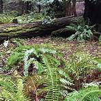Armstrong Redwoods State Natural Reserve2