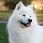 white dog fluffy3