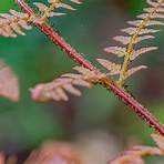 How do you care for fern plants?2