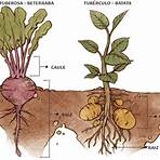 raízes tuberosas são:2