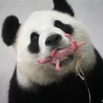 Apakah Panda termasuk hewan langka?3
