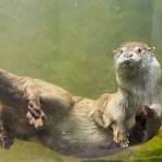 are otters funny or smart1