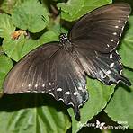 Black Butterflies4