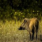 wild boar4