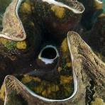 how does a giant clam work in the ocean1