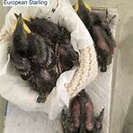 what happened to starlings in tennessee3