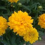 What does Zagreb Coreopsis look like?4