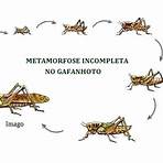 metamorfose1