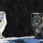 arctic fox facts1