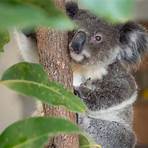 rainbow eucalyptus wikipedia english2