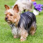 yorkshire terrier wesen1