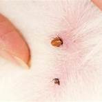 removing dog ticks from humans3
