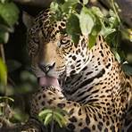 wo lebt der jaguar heute2