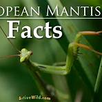 european mantis froze to death1
