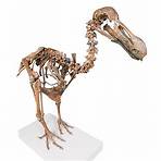 who created the dodo skeleton bird3