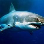 monterey bay aquarium live cam sharks4