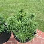 what is the strongest weed strain for sale canada2