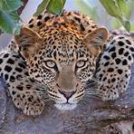 leopard3