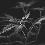 cannabis pflanze2