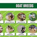 types of goats pictures5