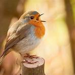 How long do Robins live?1